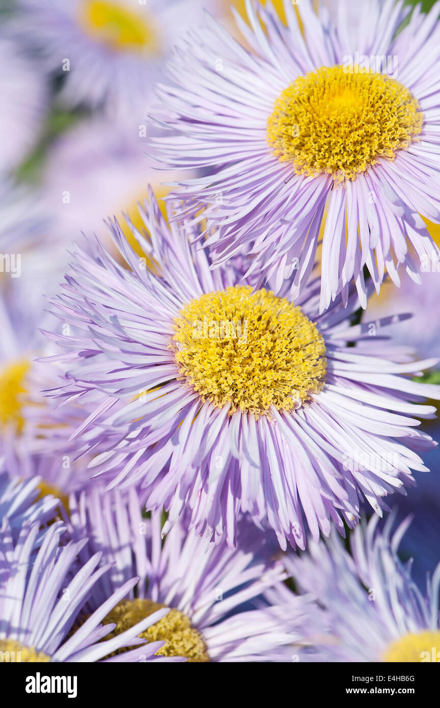 Fleabane, Erigeron 'Prosperity'. Stock Photo