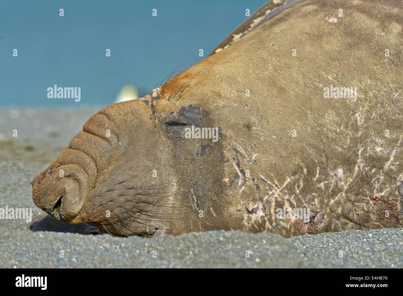 Elephant seal ( Mirounga leonina ). Right Whale Bay. Stock Photo