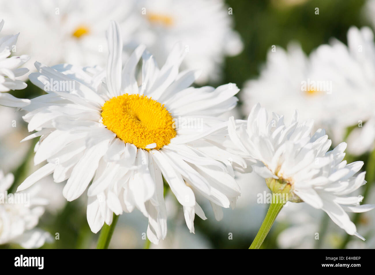 Daisy, Ox-eye daisy, Leucanthemum x superbum 'Snowdrift'. Stock Photo