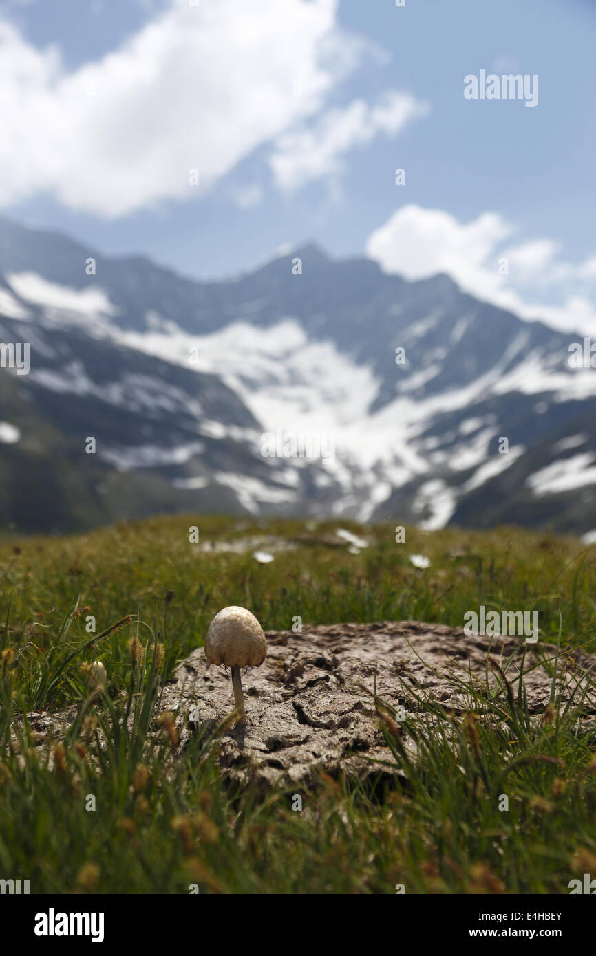 Austria Grimming 13-07-2013 A little fungus in the turd Stock Photo