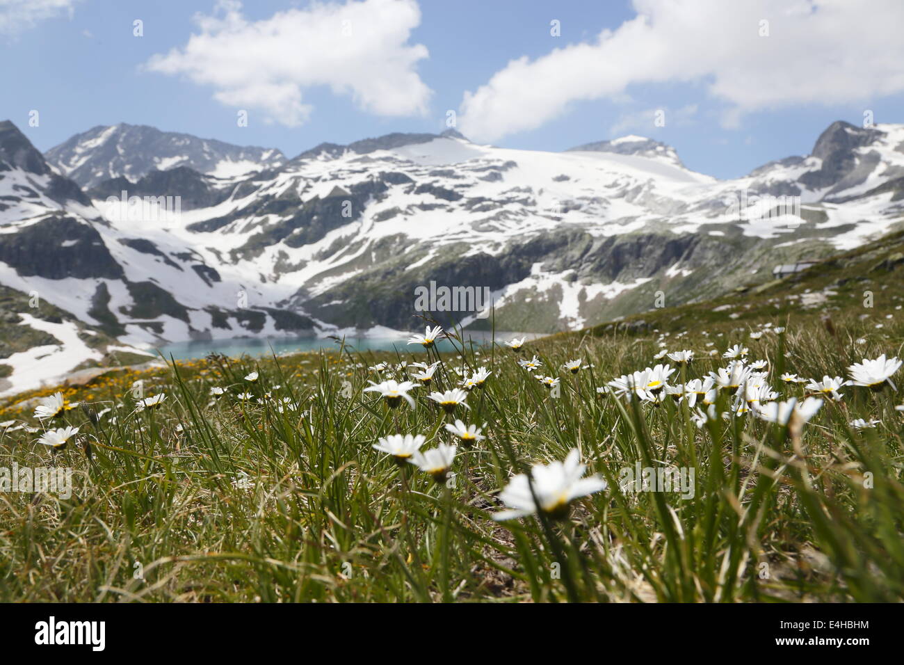 Austria Grimming 13-07-2013 Field of daisys large view Stock Photo
