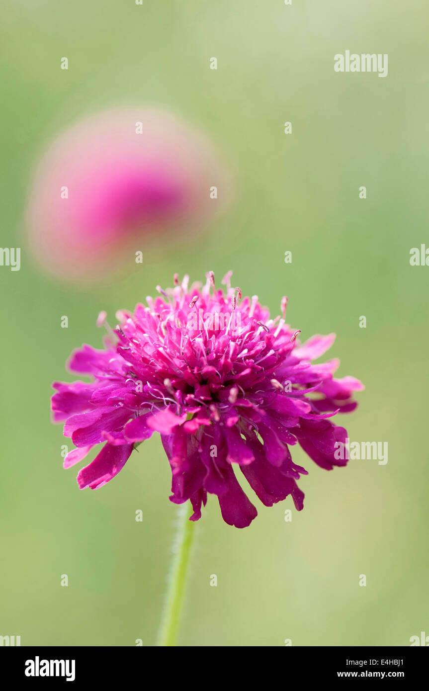 Cornflower, Perennial cornflower, Knautia macedonica Stock Photo Alamy