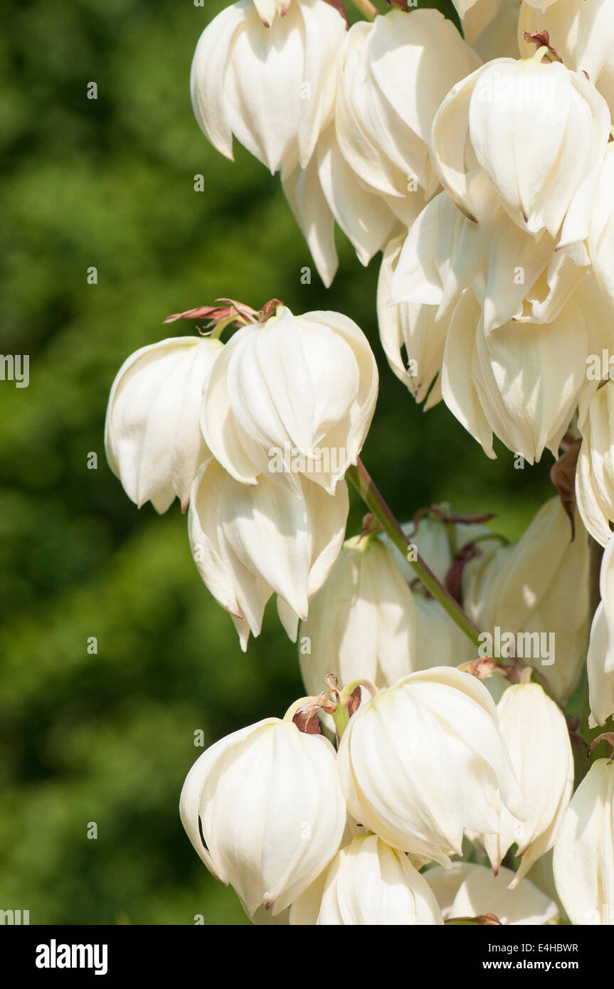 Yucca, Yucca aloifolia 'Vittorio Emanuele II'. Stock Photo