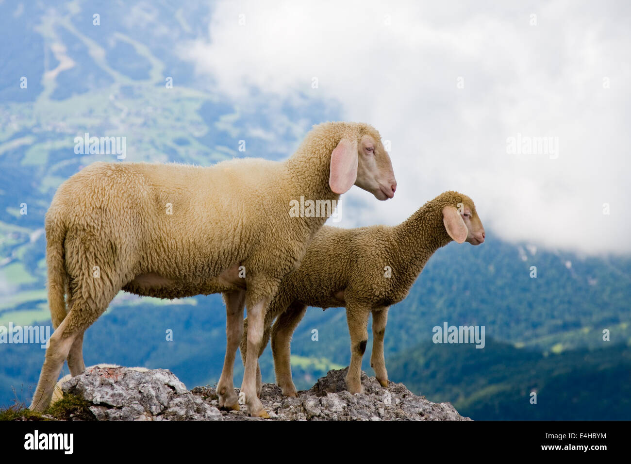 Mother and baby sheep looking at the panorama of the mountains Stock ...