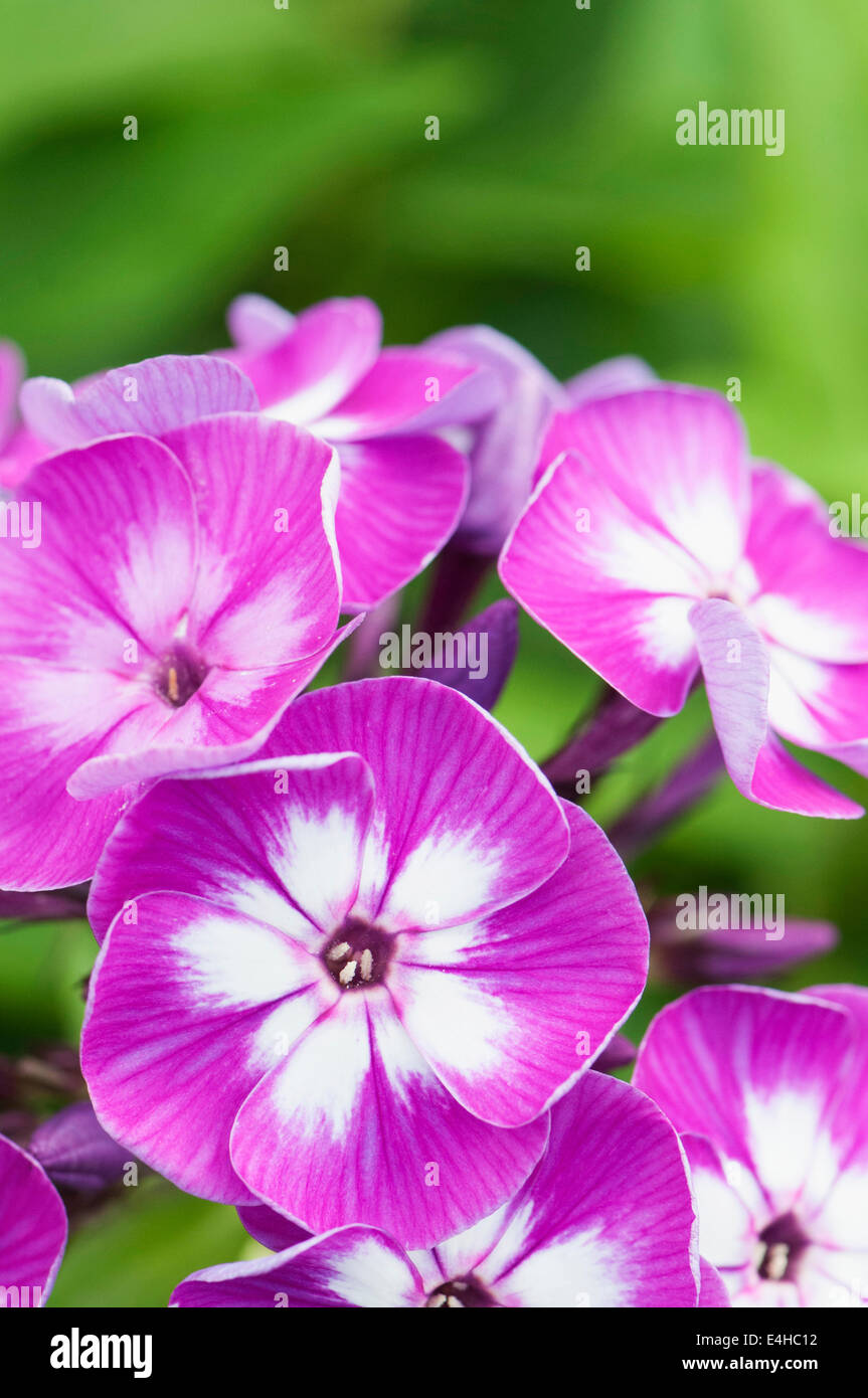 Phlox, Perennial phlox, Phlox paniculata 'Uspekh'. Stock Photo