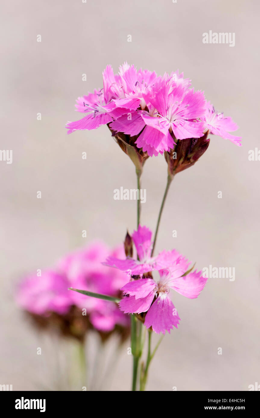 Pink, Carthusian pink, Dianthus carthusianorum. Stock Photo