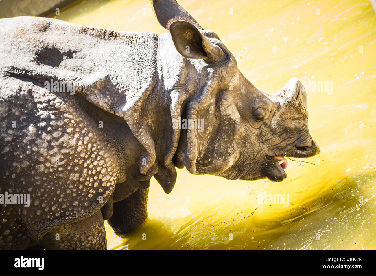 Indian rhino with huge horn and armor skin Stock Photo - Alamy