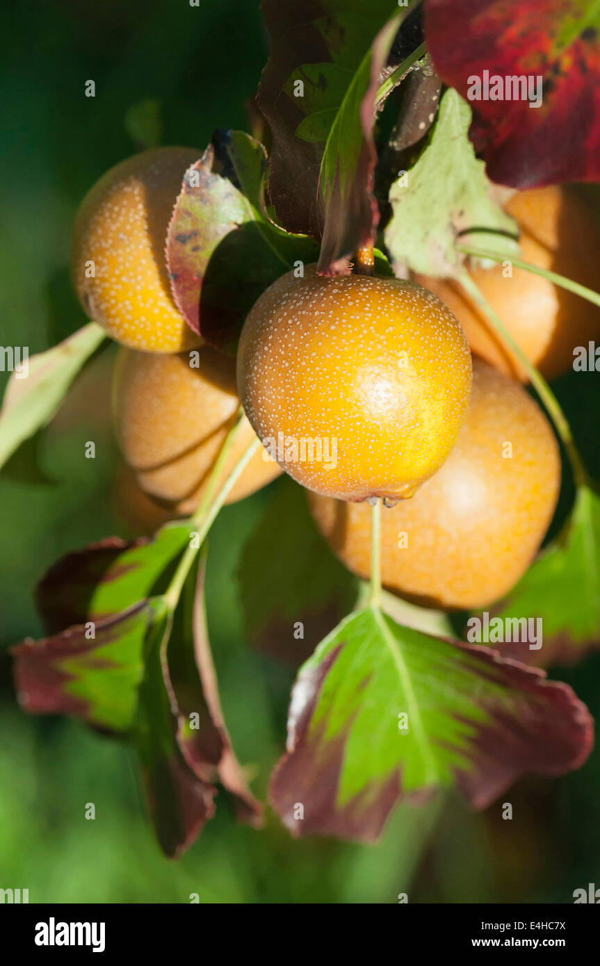 Pear, Nashi pear, Pyrus pyrifolia. Stock Photo