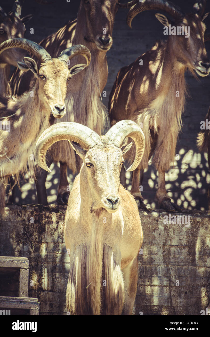 Horn, beautiful group of Spanish ibex, typical Animal Stock Photo Alamy