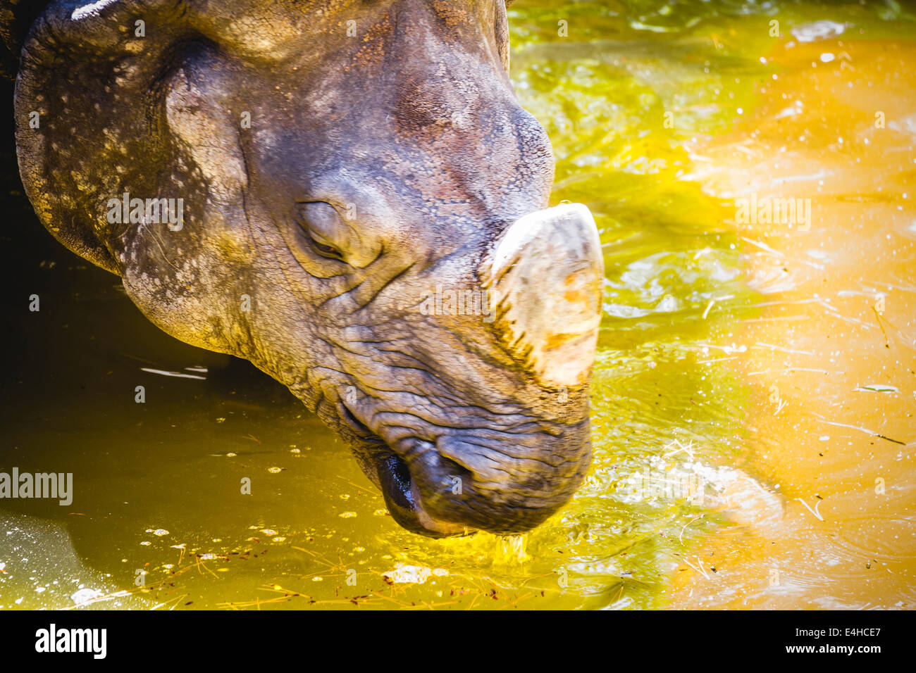 Indian rhino with huge horn and armor skin Stock Photo