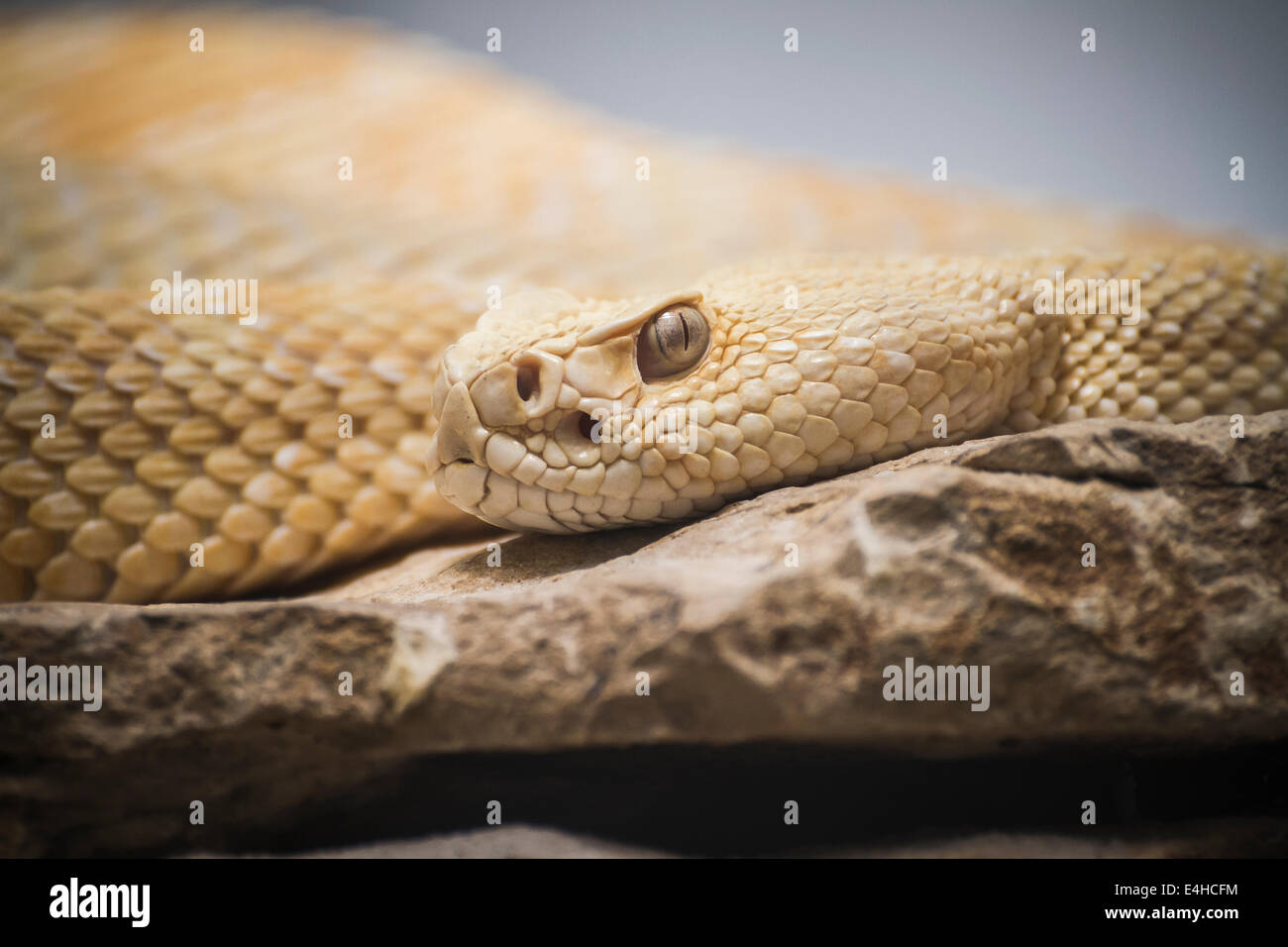 Beautiful snake lying in the sun with fine scales on their skin Stock ...