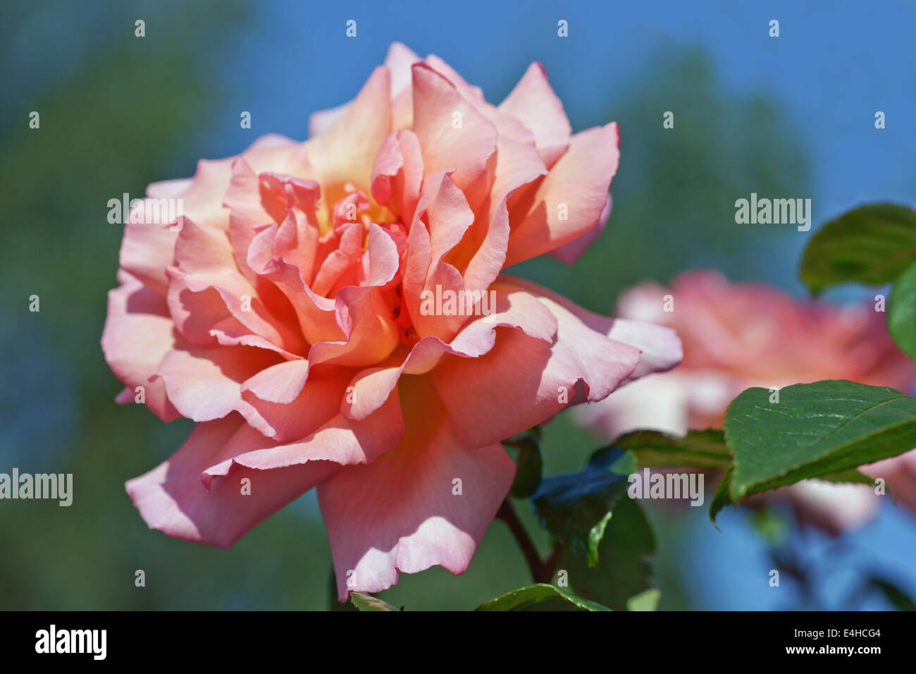 Rose, Rosa cultivar. Stock Photo