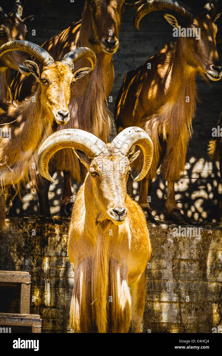 Horn, beautiful group of Spanish ibex, typical Animal Stock Photo Alamy