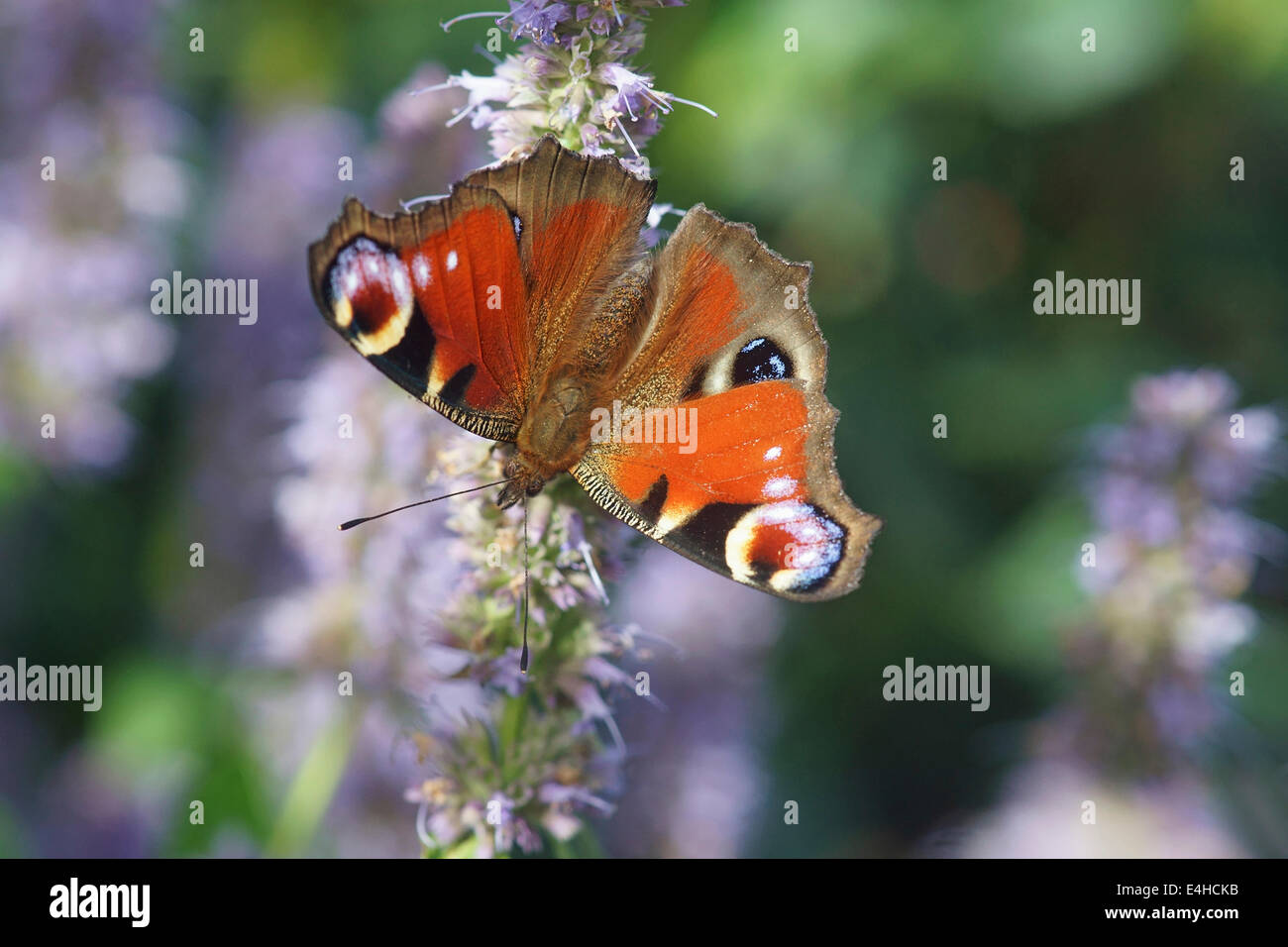 Hyssop, Agastache cultivar. Stock Photo