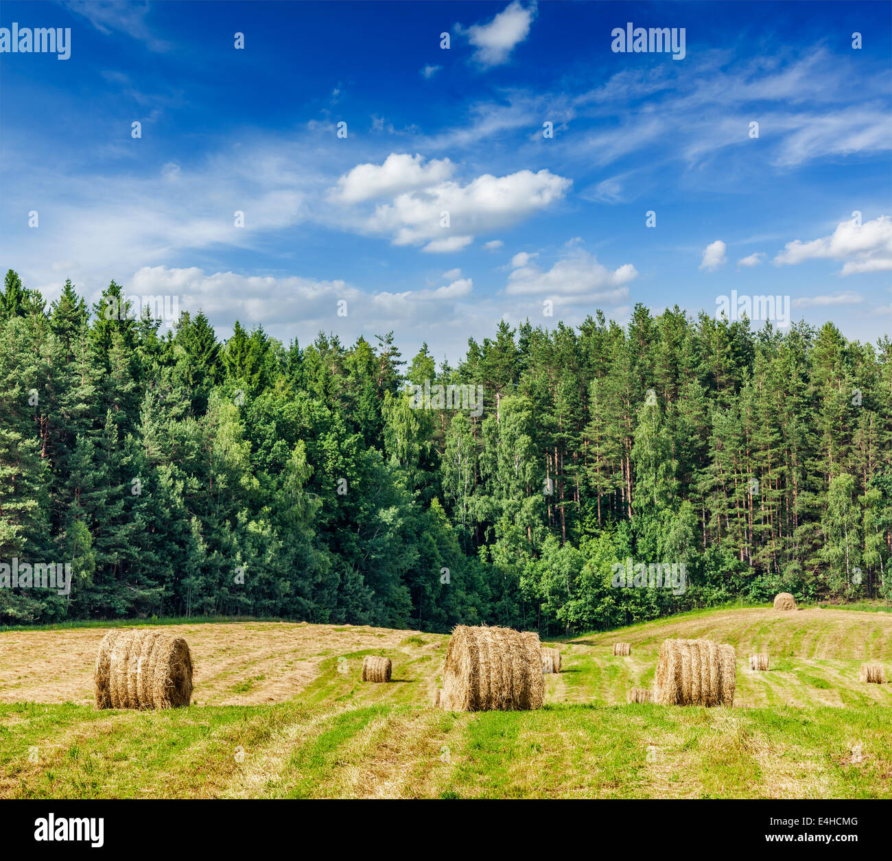 Agriculture background - Hay bales on field in summer Stock Photo - Alamy