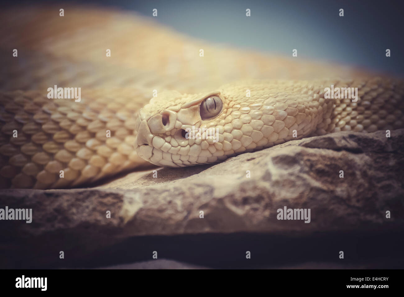 Beautiful snake lying in the sun with fine scales on their skin Stock Photo