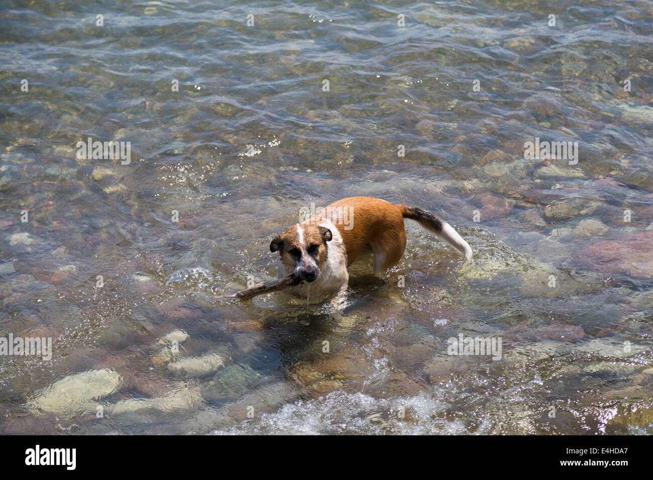 A dog in the water with a stick in it's mouth Stock Photo