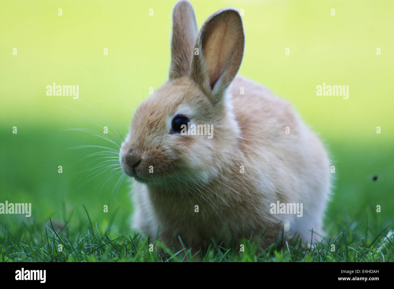 Cute Young Bunny Rabbit Stock Photo