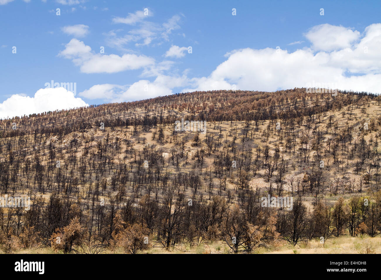 Dry burnt California hillside charred and devastated by a forest wildfire. Stock Photo