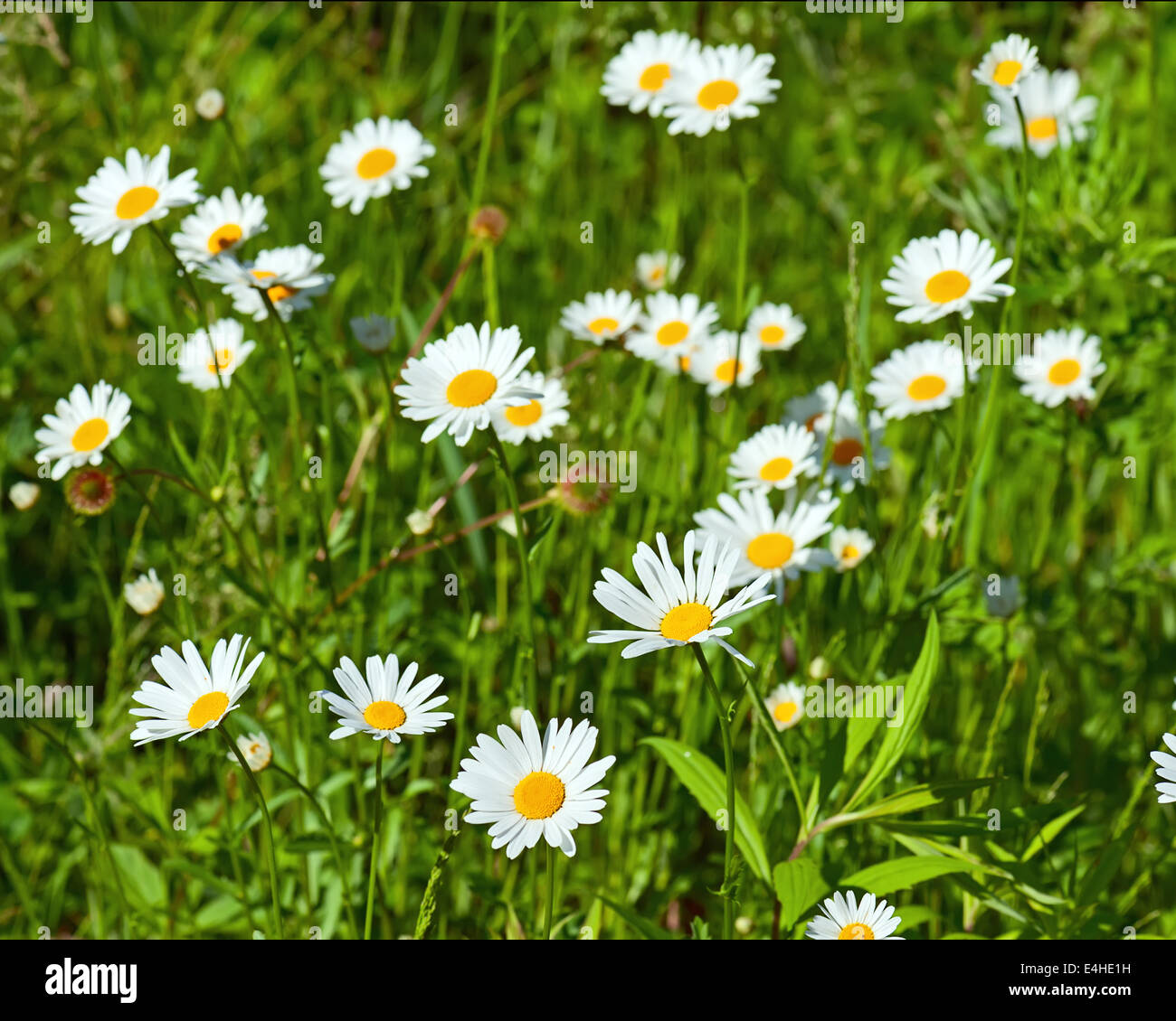 Green flowering meadow with white daisies. Natural background. Stock Photo
