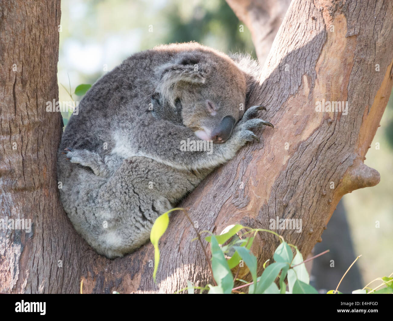 Koala bear sleeping in the tree branches Stock Photo