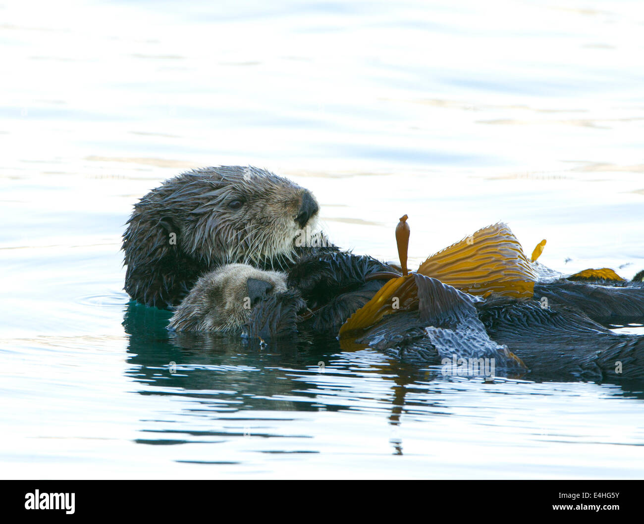 Sea Otter Adult and Pup Stock Photo
