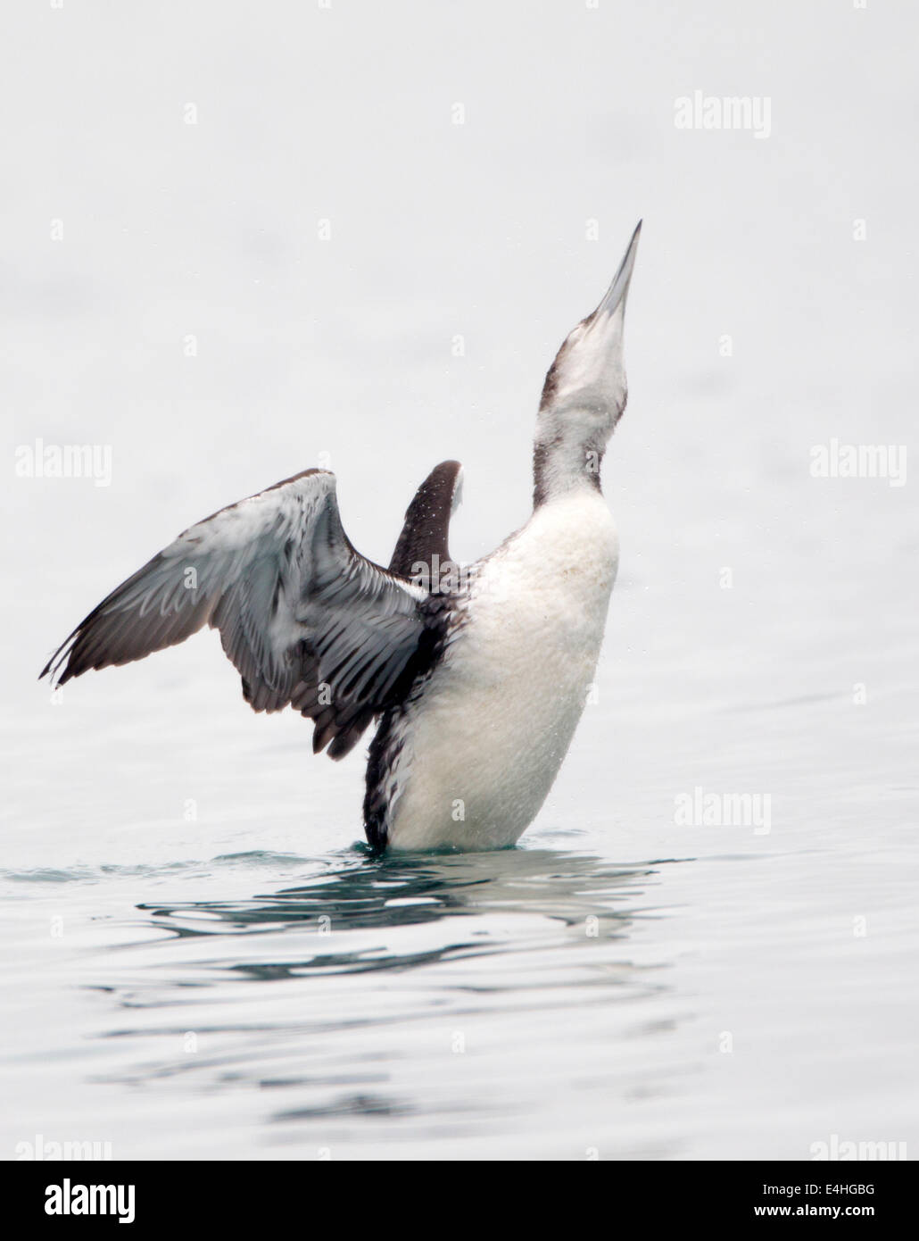 Common Loon Flapping Stock Photo Alamy