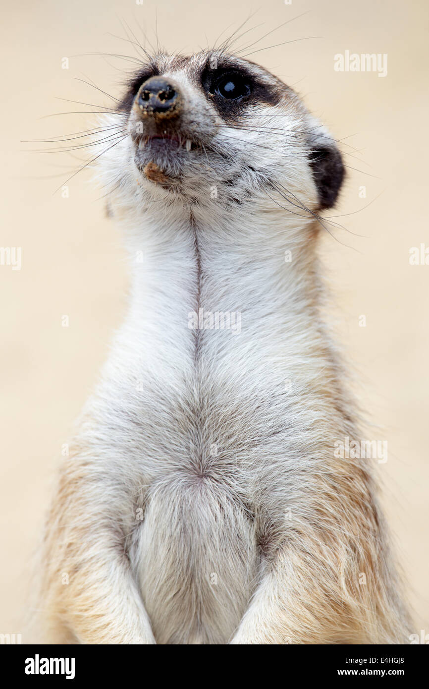 Portait of a meerkat  (Suricata suricatta)looking up Stock Photo