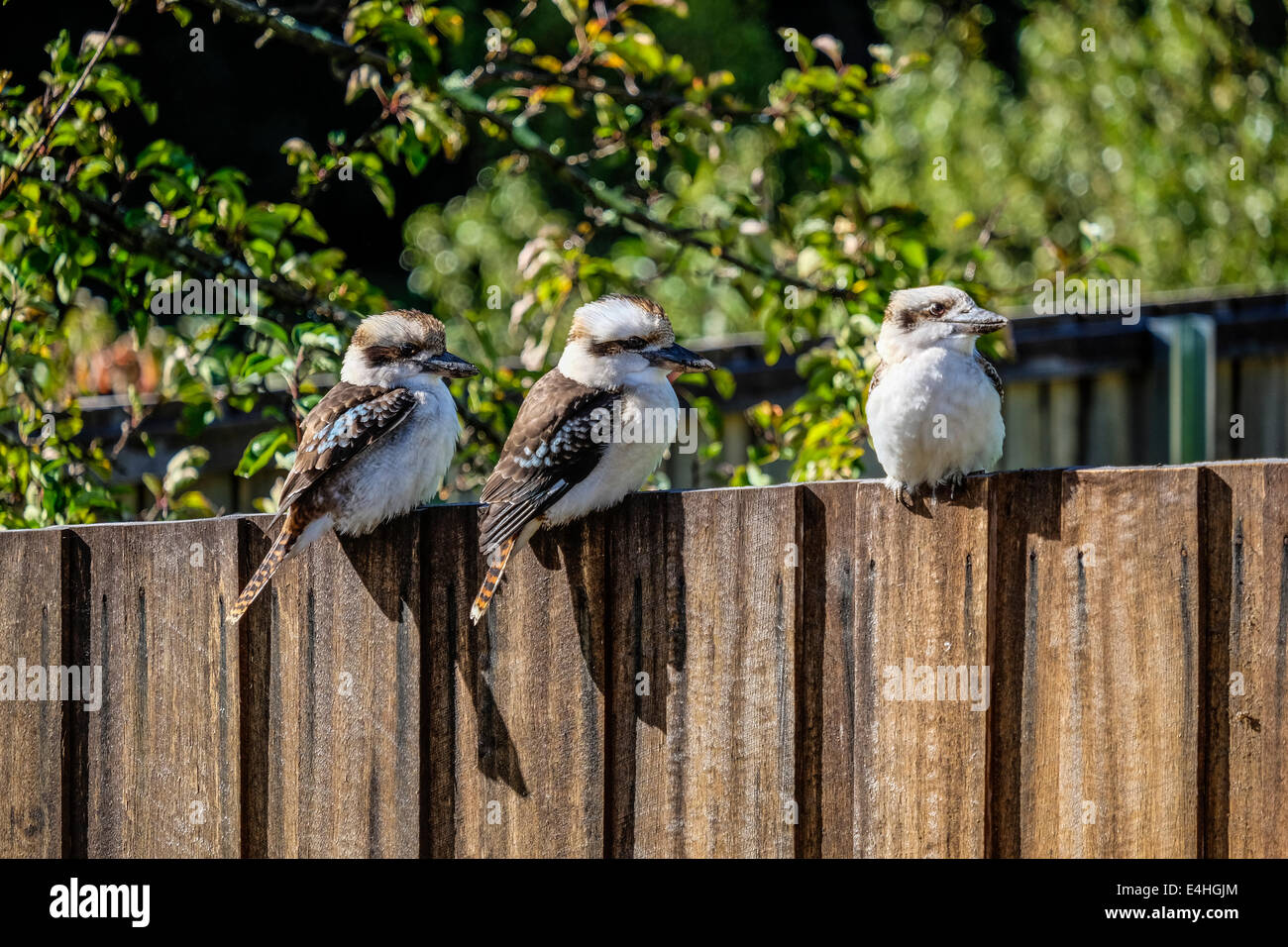 Three kookaburras on a garden fence Stock Photo