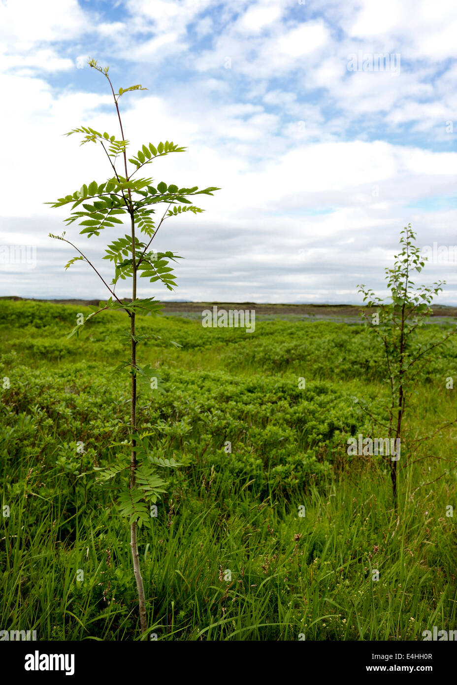 Young Mountain Ash Tree & Birch Tree in the background outdoor in a field, south part of Iceland. Stock Photo