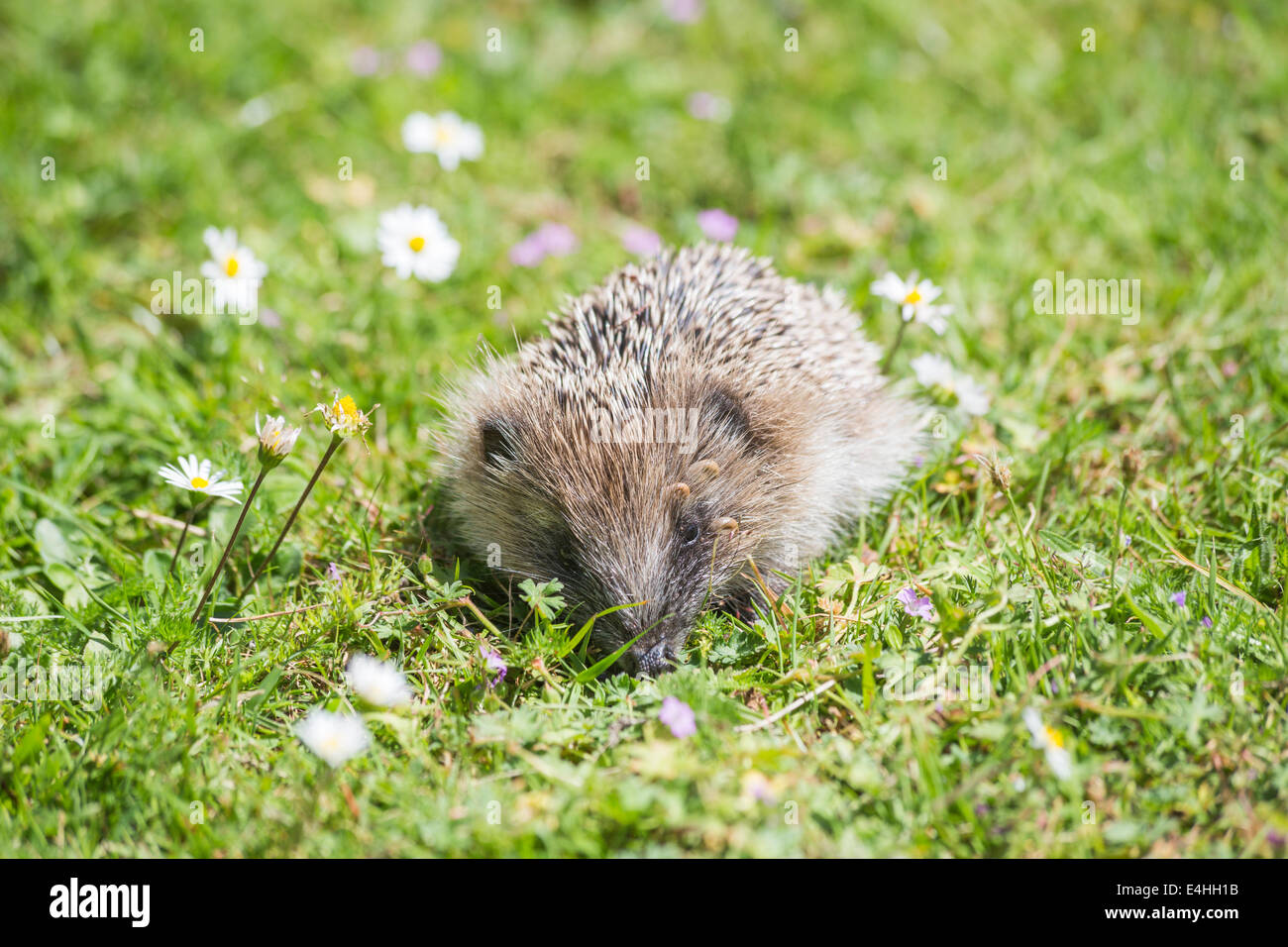 Frontal view of a European hedgehog with an infestation of ticks on its head around its eye foraging in grass in the daytime (front view) Stock Photo
