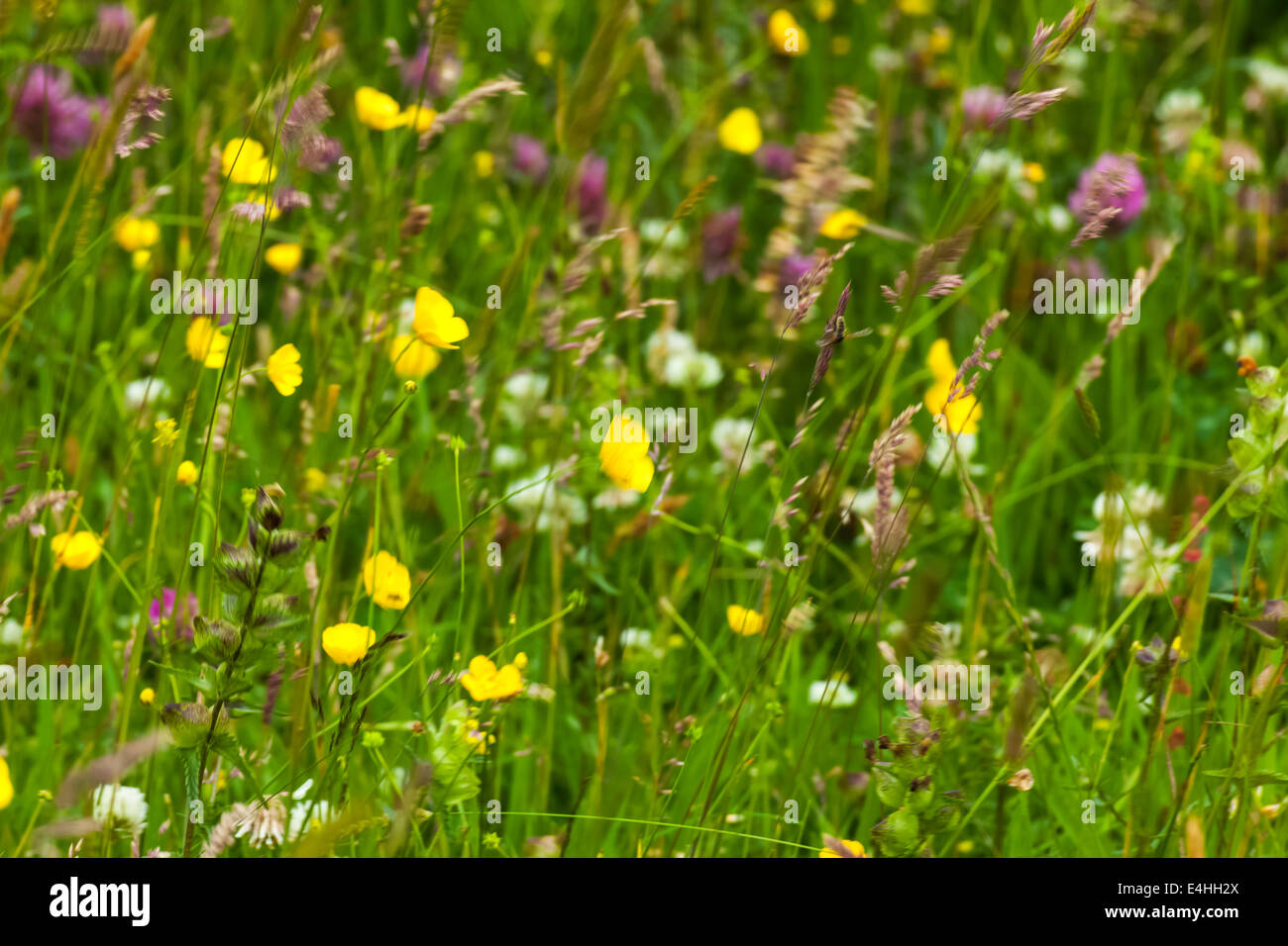 Wild Flower Meadow Stock Photo