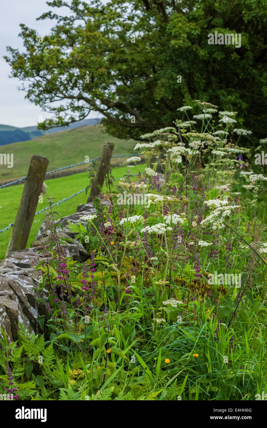 Dry Stone Wall and Wild Flowers Stock Photo - Alamy