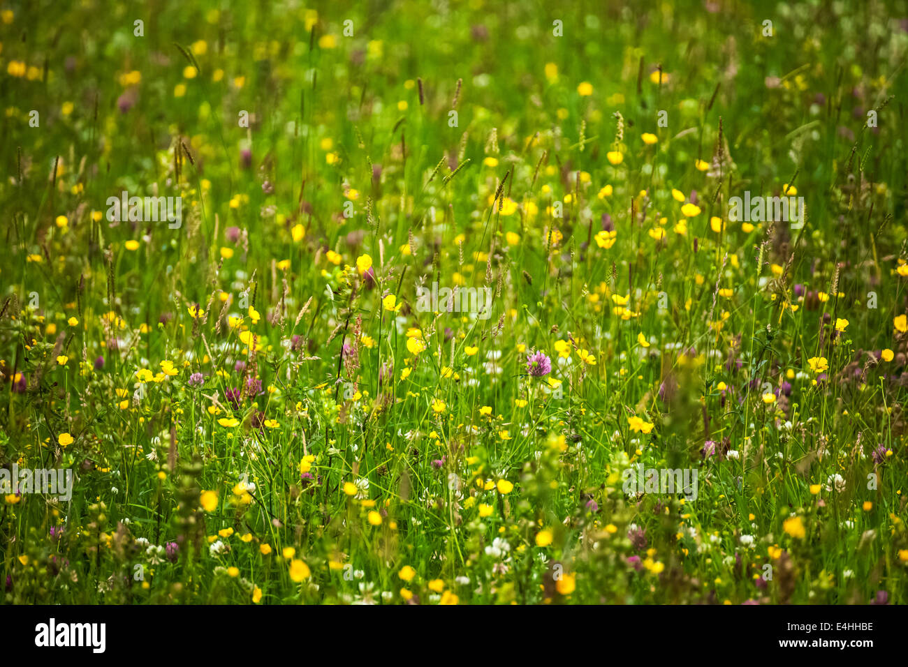 Wild Flower Meadow Stock Photo