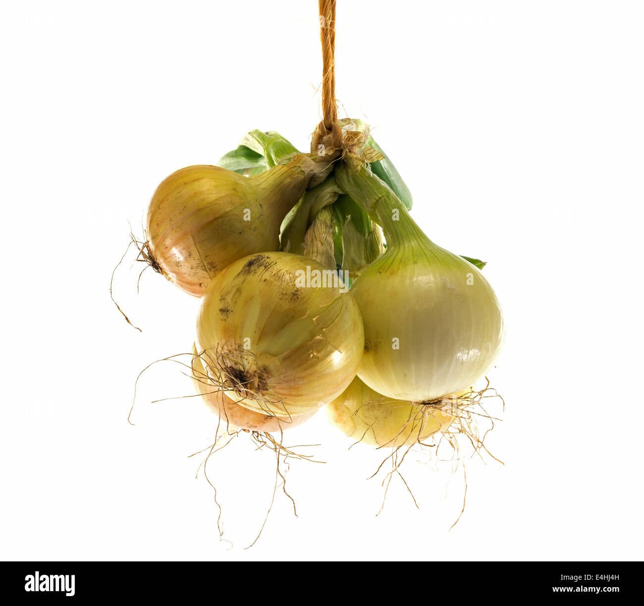 bunch of hanging fresh onions isolted on white Stock Photo Alamy