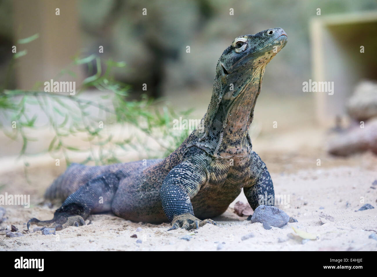 A huge Komodo dragon (Varanus komodoensis) at ground looking around. This lizard is a large monitor from Indonesian islands Stock Photo
