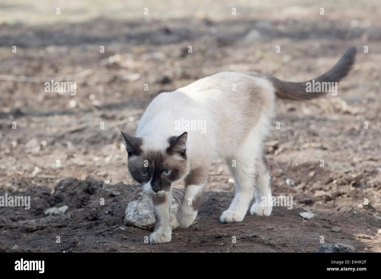 Siamese cat walking on backyard ground on sunny day Stock Photo - Alamy