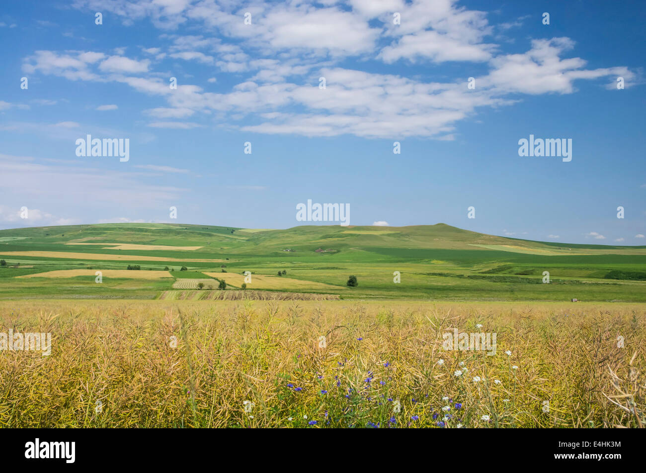 Rape field ready for the harvest in summer Stock Photo - Alamy