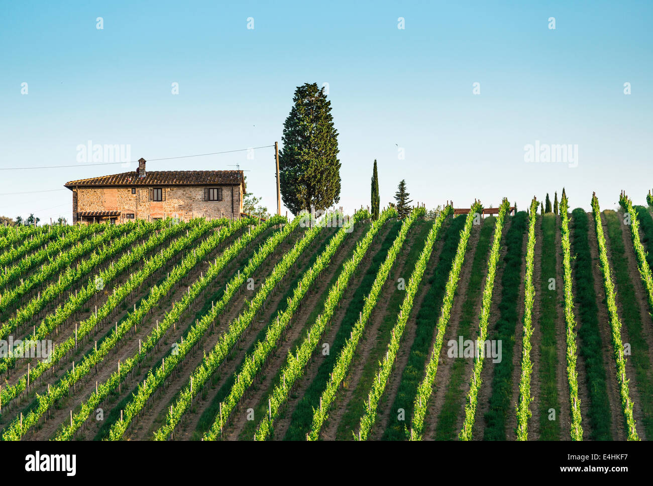 Vineyards in Tuscany. Farm house Stock Photo - Alamy