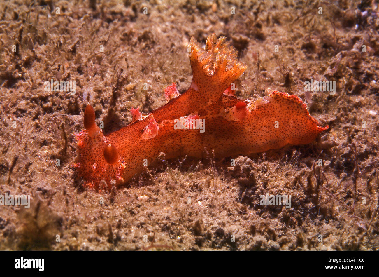 A nudibranch, Plocamopherus imperialis, at Camp Cove, Sydney Harbour, New South Wales, Australia Stock Photo