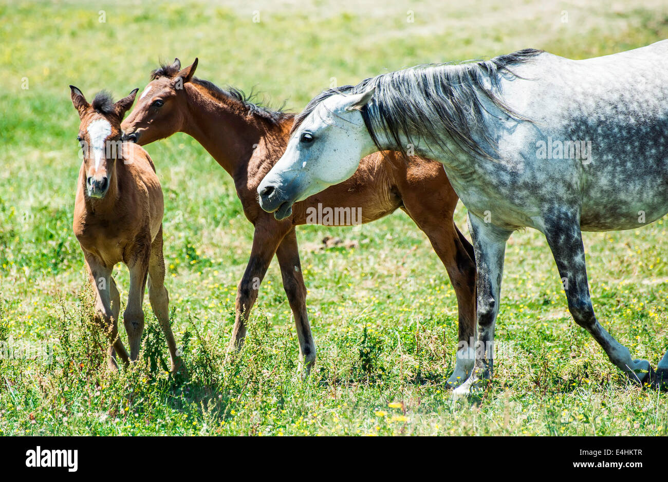 Domestic horses on green meadow. White horse Stock Photo