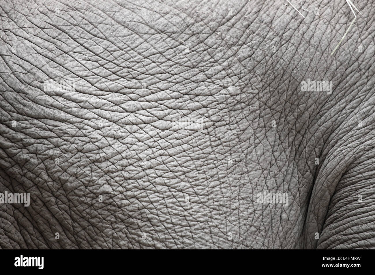 Closeup of the wrinkled skin of an asiatic elephant Stock Photo Alamy
