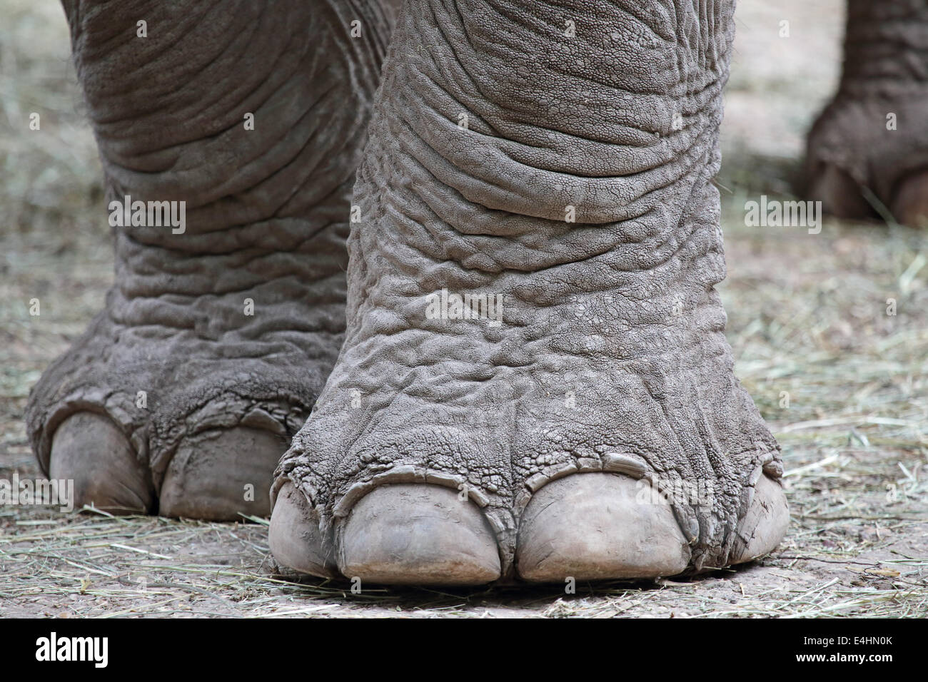 Closeup of the big feet of an asiatic elephant Stock Photo