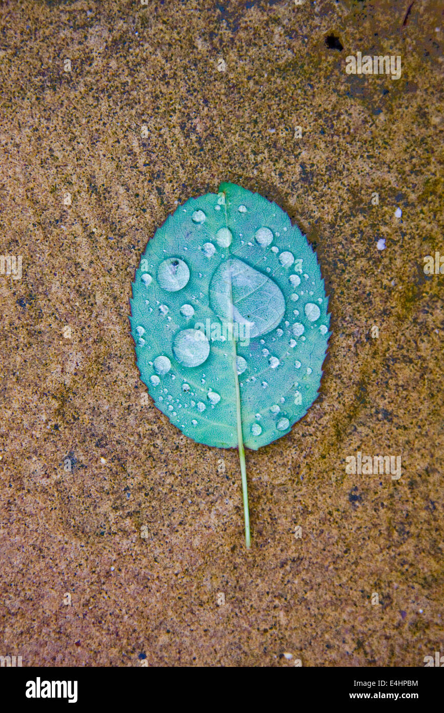 Single rose leaf with raindrops Stock Photo - Alamy