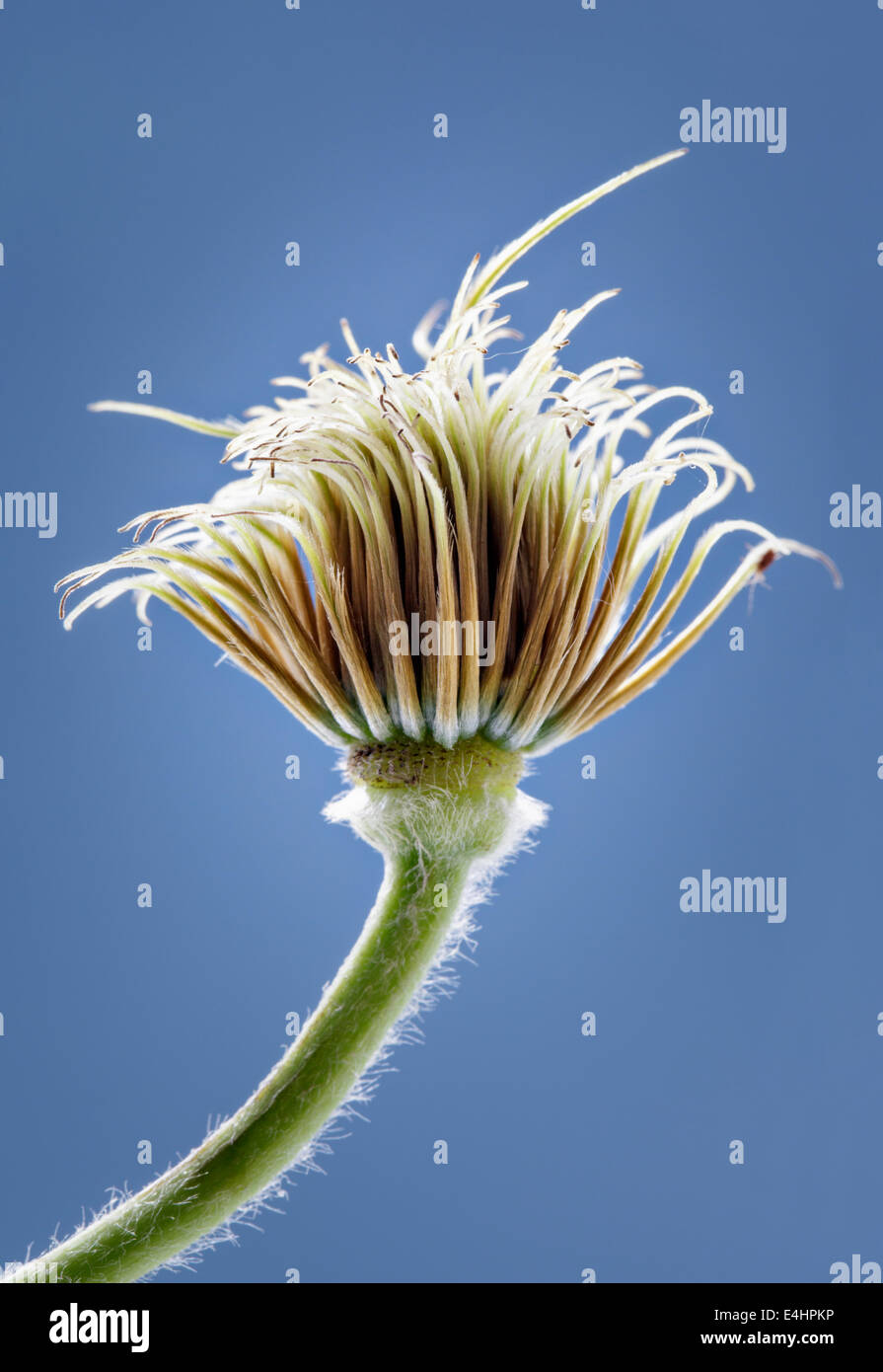 Clematis Seed Head on Sky blue Background Stock Photo