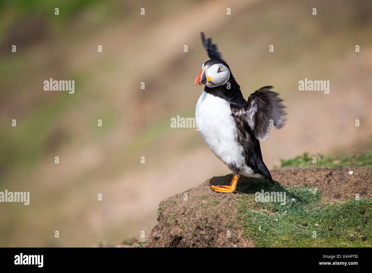 An adult Atlantic Puffin in breeding plumage on Skomer Island, South Wales Stock Photo