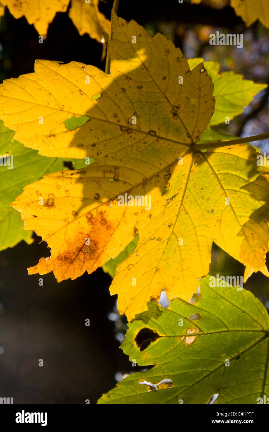 Sycamore tree leaves close up hi-res stock photography and images - Alamy