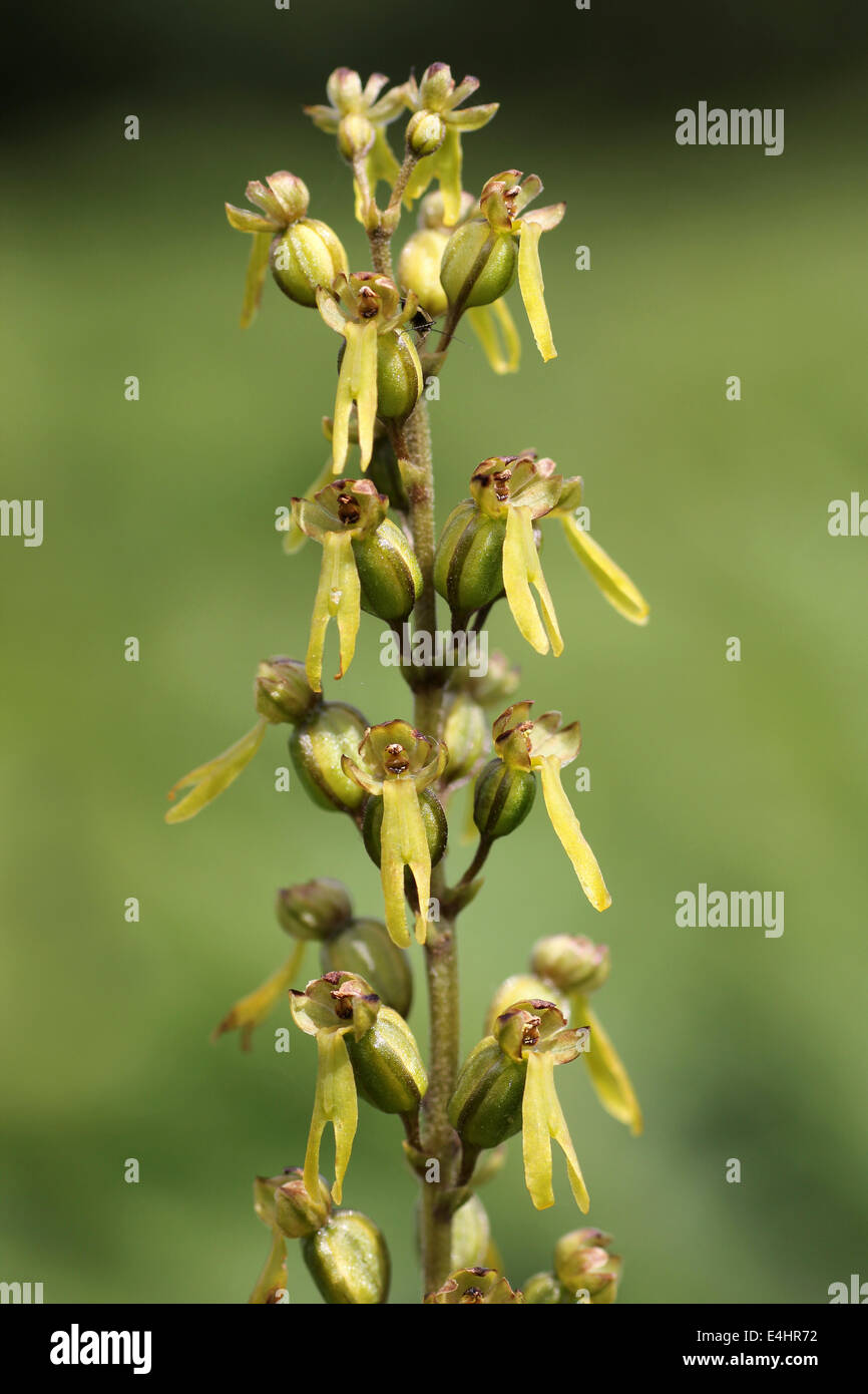 Common Twayblade Listera ovata Stock Photo