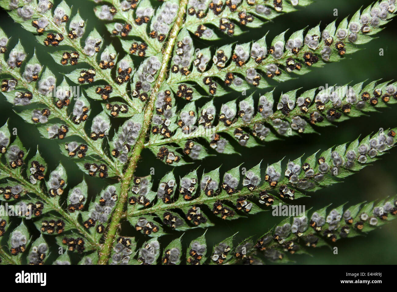 Hard Shield-fern Polystichum aculeatum Sporangia Stock Photo