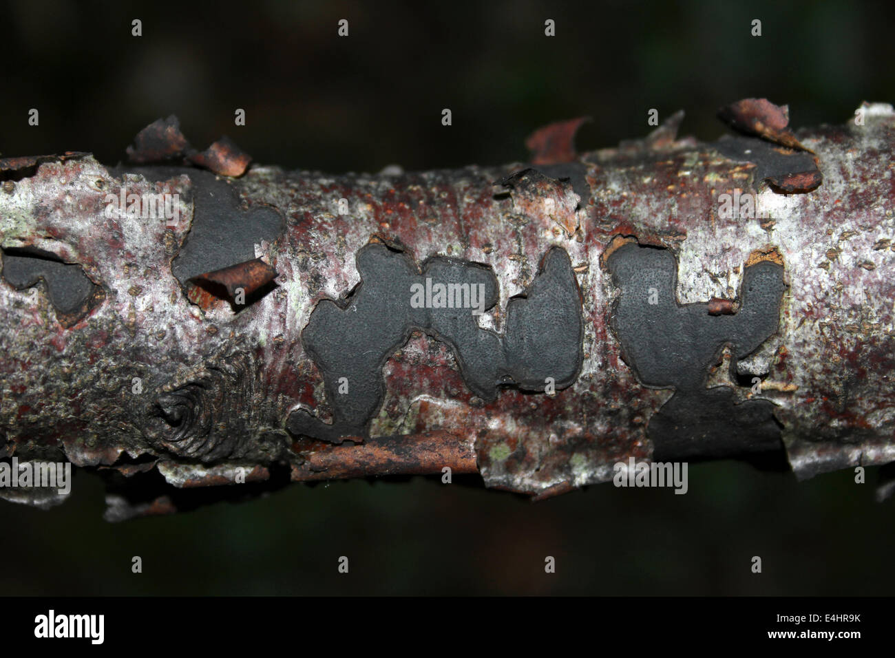 Common Tarcrust Diatrype stigma Stock Photo